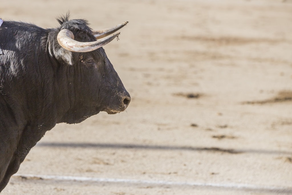 5 tips to enjoy bullfighting in Madrid