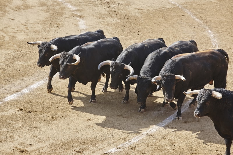 Bullfighter Secrets of Las Ventas Bullring