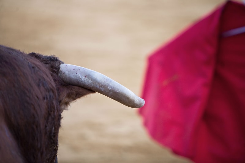 How to introduce a new fan in the bullfighting