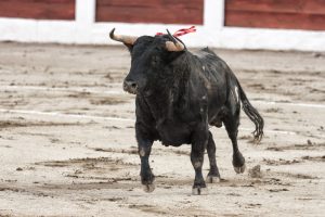 * Live ¨Las suertes¨ bullfighting Las Ventas - Madrid