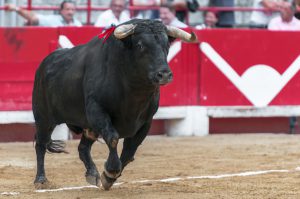 bull